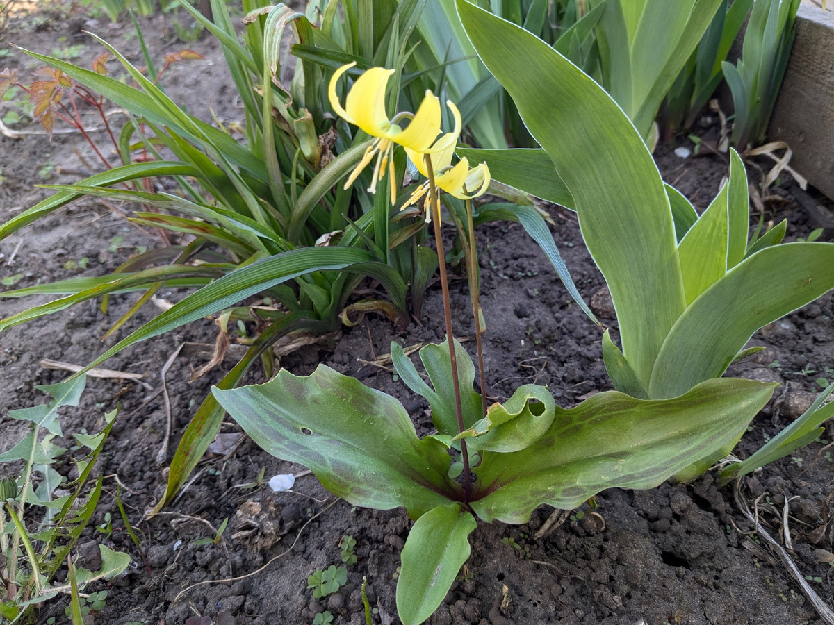 В саду зацвело что-то новое
