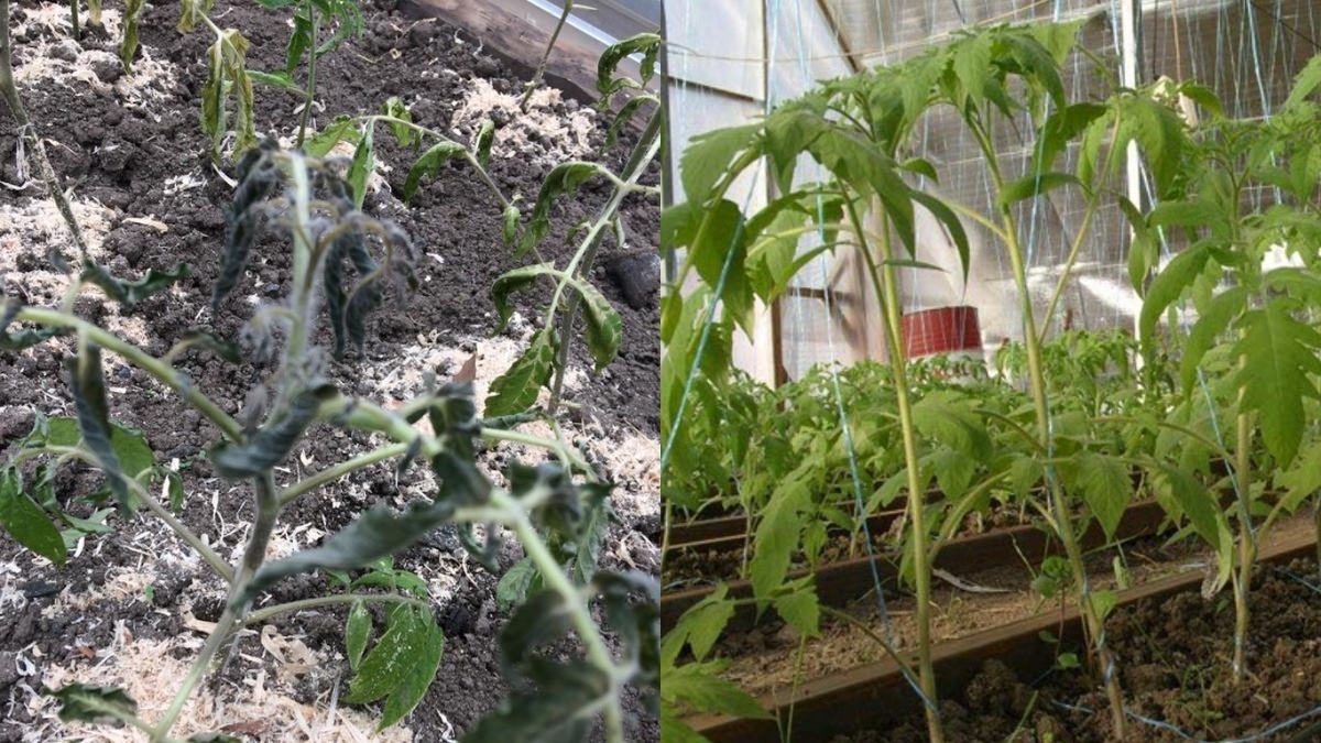 Разница между защищенными и погибшими томатами. Фото сделано утром после заморозков