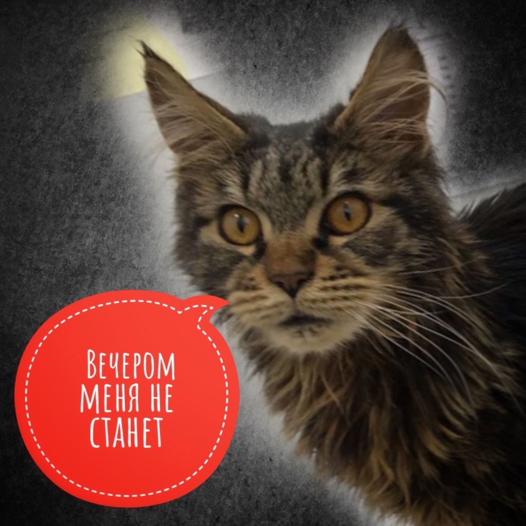 На спасене котика денег у приюта нет...