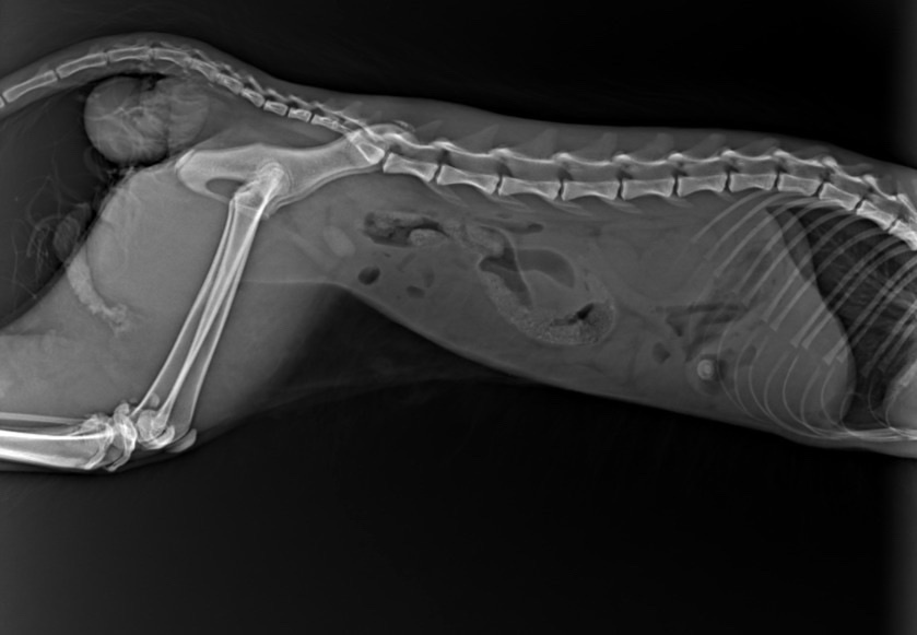 Самостоятельно коту не выжить… Это все мучeния бесконечные…