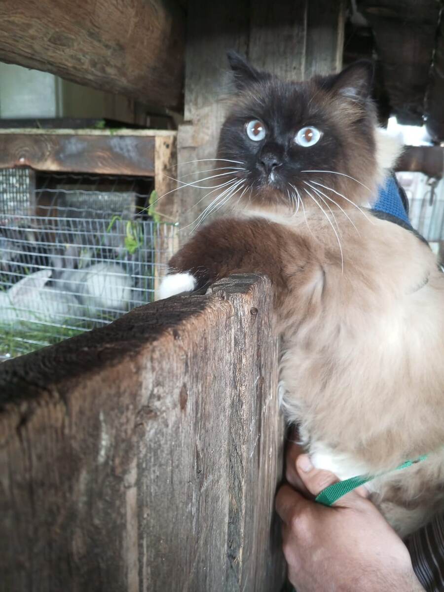 Кот Тихон впервые увидел наше хозяйство!