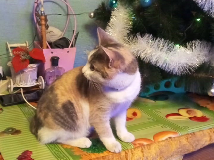 Наша Липучка