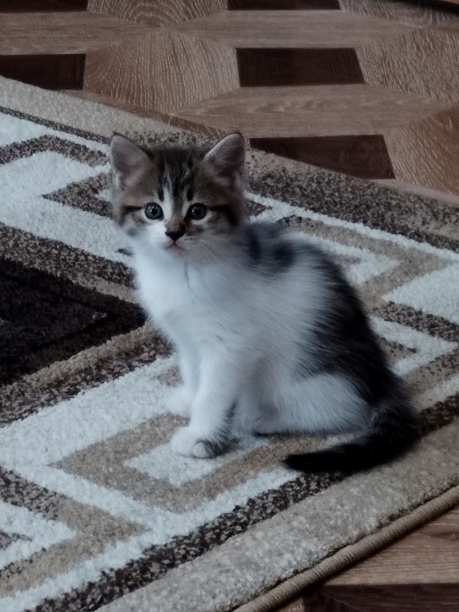  ВСЕМ ДОБРОГО ВРЕМЕНИ СУТОК!  СЕГОДНЯ 22 АПРЕЛЯ 2025 ГОД.  НА УЛИЦЕ ПАСМУРНО И МОКРО, ВЧЕРА ЛИЛ ДОЖДЬ!  ТАКОЕ ОЩУЩЕНИЕ, ЧТО МЫ ЖИВЁМ СОВСЕМ НЕ ЮГЕ!!!  СЕГОДНЯ МОЁ УТРО НАЧАЛОСЬ В 5.00!  РАЗБУДИЛИ МЕНЯ МОИ КОТЯТА И ИХ КОШКА-МАТЬ!  КОТЯТ ОСТАЛОСЬ ДВОЕ, КОТИК И КОШЕЧКА. ВЧЕРА ОДНУ КОШЕЧКУ ЗАБРАЛИ И Я ЭТОМУ ОЧЕНЬ РАДА!   РАННИМ УТРОМ, СЛЫШУ ОРЁТ ДУРНИНУШКОЙ КОШКА И ПИЩЯТ КОТЯТА, Я ПРОСНУЛАСЬ, ПОЛЕТЕЛА К НИМ НА ПОМОЩЬ ЕЩЁ НЕ ПОНИМАЯ, ЧТО СЛУЧИЛОСЬ НО УЖЕ ПАНИКУЯ😆😆!  ОКАЗЫВАЕТСЯ, КОТЯТА ЗАЛЕЗЛИ ПОД МОРОЗИЛЬНУЮ КАМЕРУ И НЕ МОГУТ НАЙТИ ОБРАТНУЮ ДОРОГУ, А КОШКА С ДРУГОЙ СТОРОНЫ ОРЁТ - СПАСИТЕ, ПОМОГИТЕ!  ЧТО ДЕЛАТЬ? ПОТИХОНЬКУ ОТОДВИНУЛА МОРОЗИЛЬНУЮ КАМЕРУ, ВЫТАЩИЛА КОТЯТ ПЕРЕДАЛА ИХ МАТРЕНЕ! НО, Я ЖЕ УЖЕ ОКОНЧАТЕЛЬНО ПРОСНУЛАСЬ!  ЗА МОРОЗИЛКОЙ УВИДЕЛА ПЫЛЬ НА ПОЛУ И СТЕНЕ, ТРЯПКУ В РУКИ И УБИРАТЬ, МЫТЬ, ДАЛЕЕ ВСЕ ПОСТАВИЛА НА МЕСТО, ВСКИПЯТИЛА ВОДУ В ЧАЙНИКЕ, НАЛИЛА СЕБЕ ЧАЙ С ЛИМОНОМ, ОДЕЛАСЬ И ВЫШЛА НА ТЕРАССУ ПИТЬ ЧАЙ! КАКАЯ БЛАГОДАТЬ, РАННЕЕ УТРО, ТИШИНА, ПРОХЛАДНО, СЫРО..... ДОПИЛА ЧАЙ И ПОШЛА КОРМИТЬ СВОИХ ПЕРНАТЫХ!  МИНУТ 30 НАСЛАЖДАЛАСЬ  ОБЩЕНИЕМ С НИМИ!!  ПРИШЛА ДОМОЙ, ВЫМЫЛА ПОСУДУ, КОТОРАЯ ОСТАЛАСЬ С ВЕЧЕРА,  НАКАНУНЕ ВЕЧЕРОМ ПРОВОДИЛА ДЕТЕЙ ПОСЛЕ ПАСХИ И НИЧЕГО МЫТЬ И УБИРАТЬ НЕ СТАЛА!    ПРСОЕ ПОСУДЫ, ПОШЛА ПОЛИВАТЬ ЦВЕТЫ И РАССАДУ. КСТАТИ, РАССАДА ПРЁТ НА ПОДОКОННИКЕ, А ВЫСАЖИВАТЬ РАНО, У НАС ЕЩЁ ПРОХЛАДНО!  ПОСЛЕ ПОЛИВА, СЕЛА ПОСЧИТАЛА КОММУНАЛКУ, НА ВБ ЗАКАЗАЛА ПОДАРОК ДЛЯ ПОДРУГИ, У НЕЁ СКОРО ДЕНЬ РОЖДЕНИЯ,  СМОТРЮ НА ЧАСЫ 7.30 УТРА, А ОЩУЩЕНИЕ БЫЛО У МЕНЯ, ЧТО УЖЕ БЛИЖЕ К ОБЕДУ☺️.   ПОШЛА ПРИЛЕГЛА, ХОТЕЛА ДОСПАТЬ, НО.... УТРО ЖЕ, НАЧАЛСЯ УТРЕННИЙ ОБЗВОН РОДНЫМИ И БЛИЗКИМИ МНЕ ЛЮДЬМИ. СОН КАК РУКОЙ СНЯЛО, С ТЕМ ПОБОЛТАЛА, С ДРУГИМ ПОБОЛТАЛА, ДУМАЮ ВСТАВАЙ СВЕТА, СПАТЬ НЕ ДАДУТ, ИДИ ГОТОВЬ БРУДЕР ДЛЯ, ЦЫПЛЯТ ТАК КАК ОНИ ПОЧТИ ВСЕ УЖЕ ВЫЛУПИЛИСЬ!  ВОТ ТАК НАЧАЛСЯ МОЙ НОВЫЙ ДЕНЬ!  А КАК У ВАС ДЕНЬ НАЧАЛСЯ? 