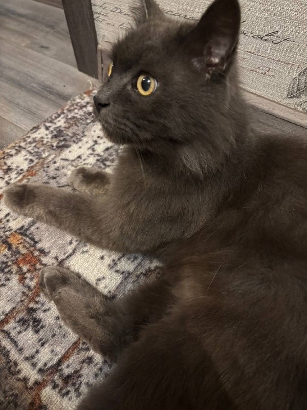 Вот такой у нас красавчик. Ему под пушистый хвост мои планы по утрам и убегают