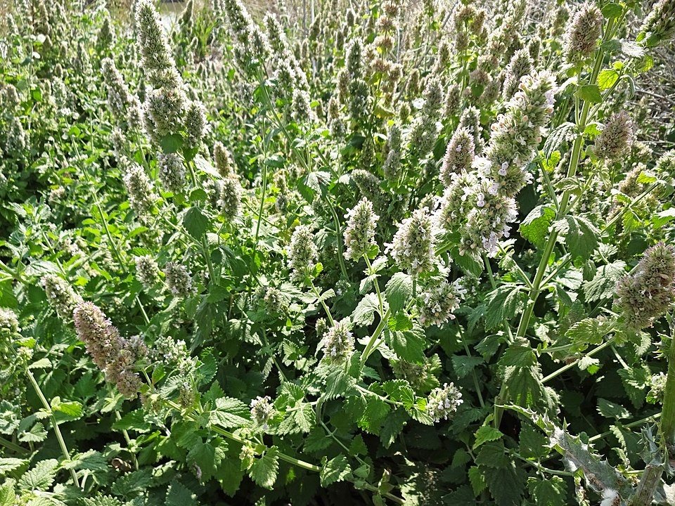    Туристический передел — Приморский Росреестр распределяет 186,55 га земли // freepik