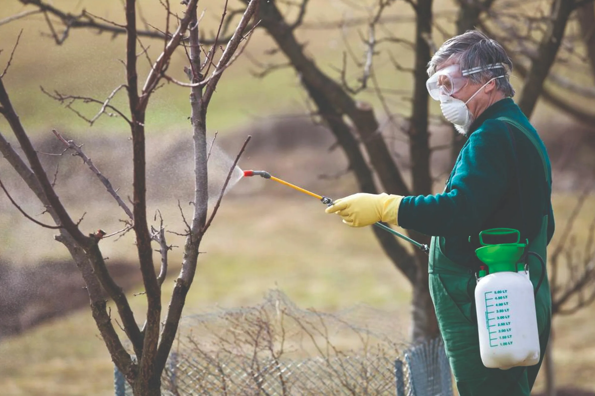 Ключевые слова: ранневесенняя обработка деревьев, чем опрыскивать до цветения