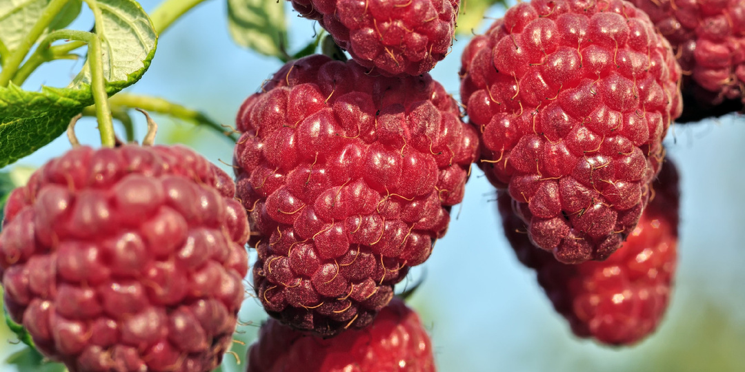 Хотите, чтобы малина росла как в сказке, соблюдайте весенние рекомендации