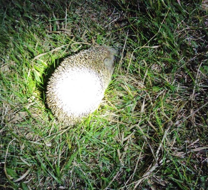 Рисунок 2 - Ёжик-спаситель. 2:00 ночи 7 мая