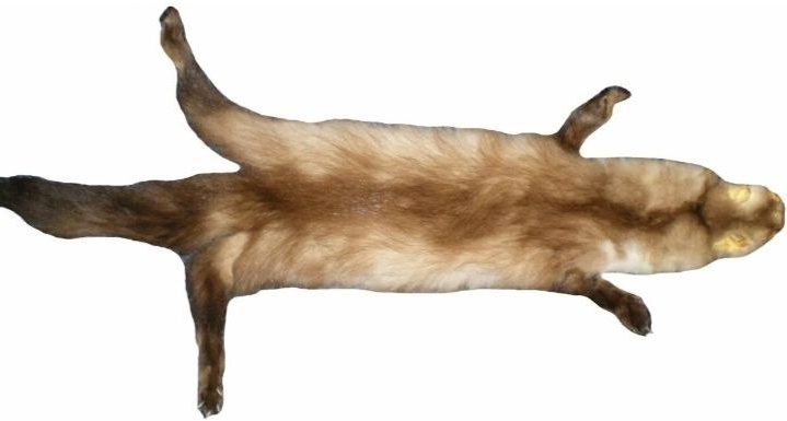 меховые деньги Руси