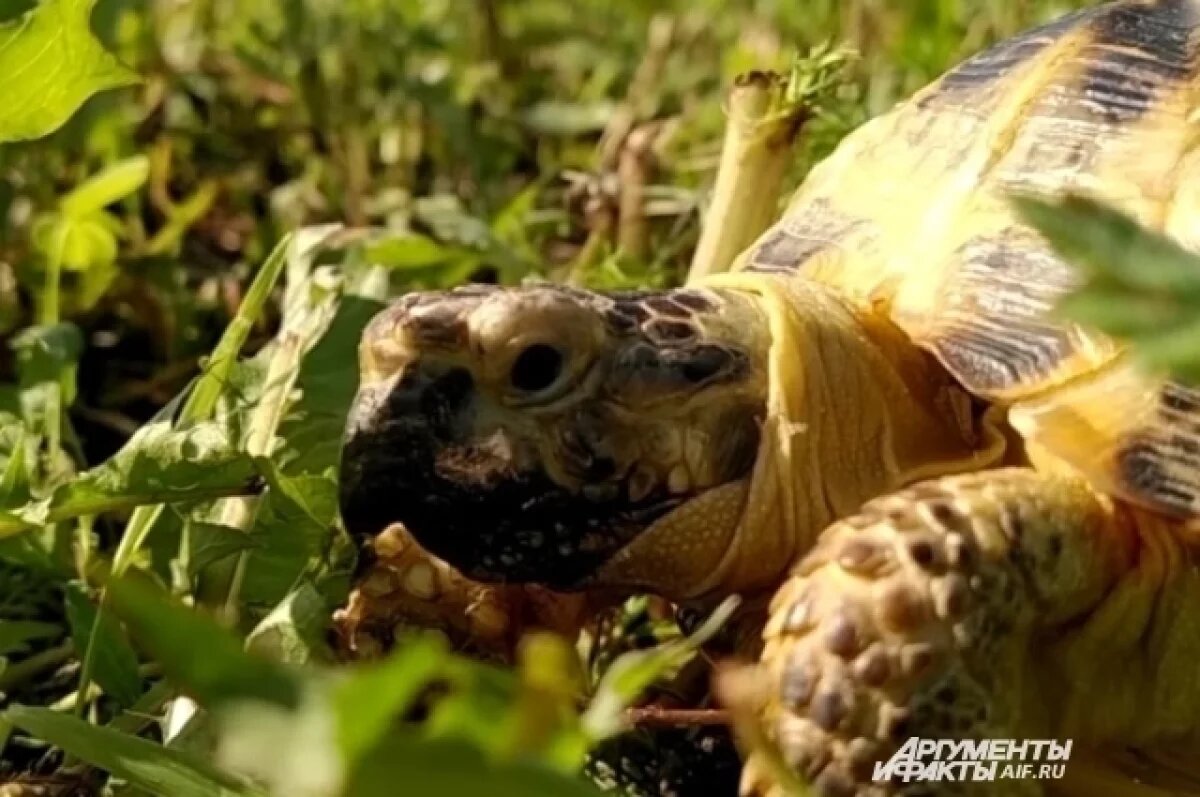    «Из 100 в живых остаются 10».