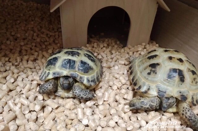    Сухопутные черепахи в домашних условиях. Фото:  АиФ/ Мария Сафина