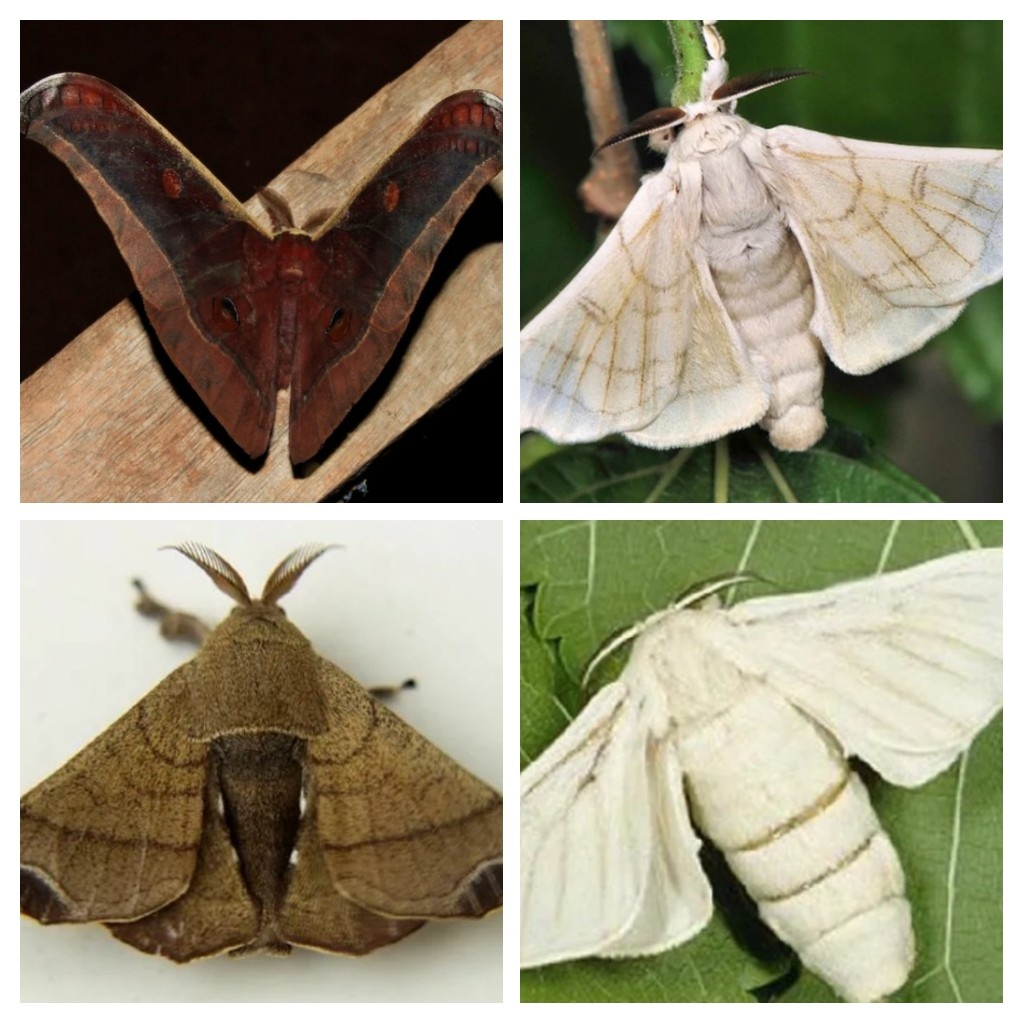 Тутовый и дикий шелкопряд