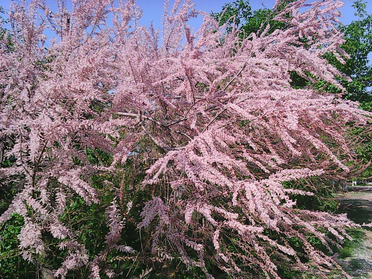 Тамариск в цвету.