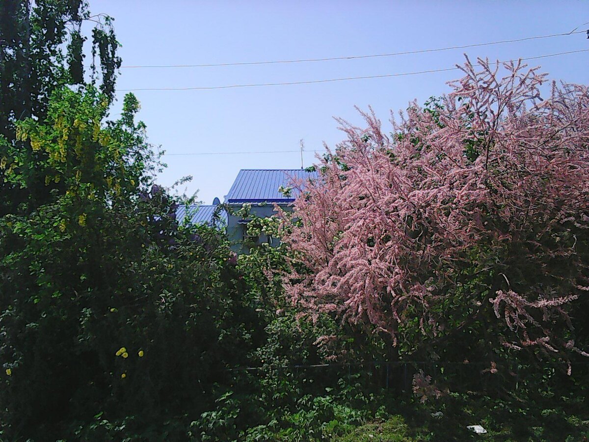 Это куст возле моего дома.