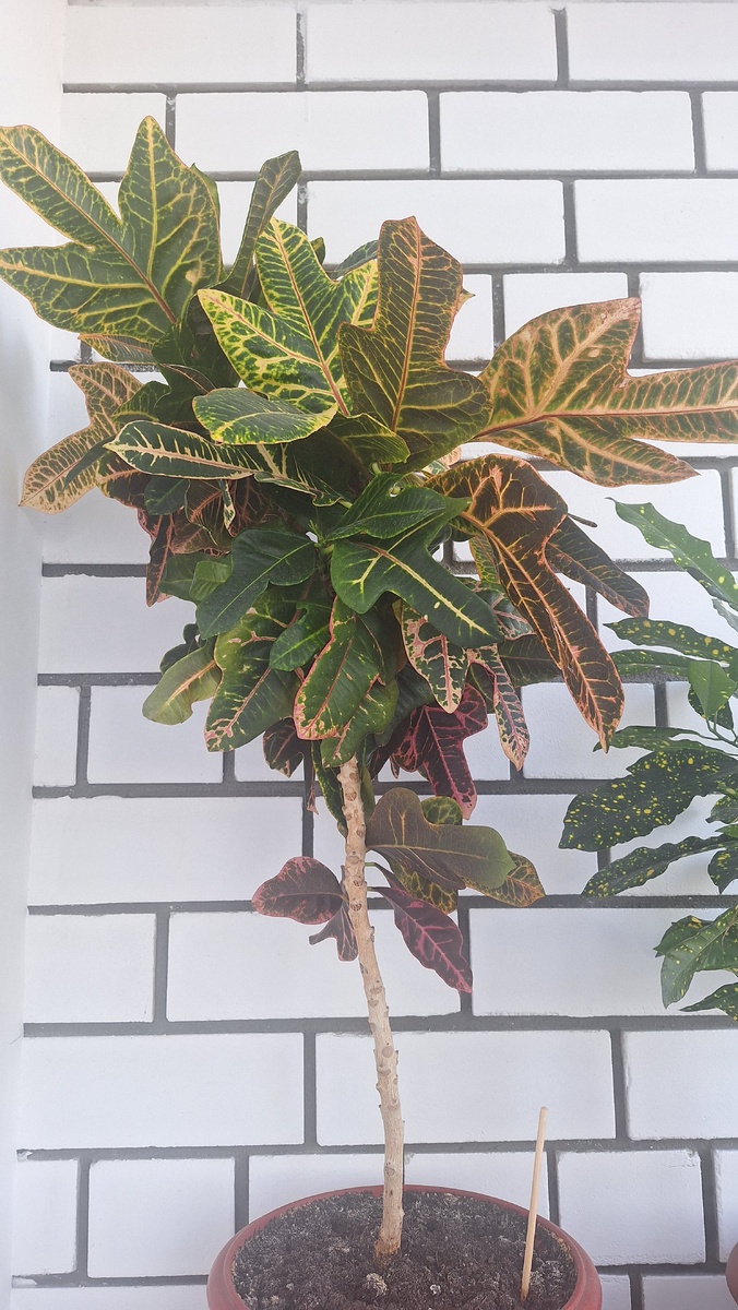 Мои цветы на лоджии.