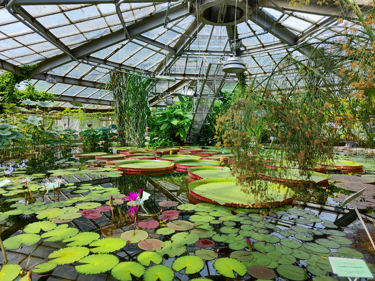 Фото из ботанического сада Петра Великого в Санкт-Петербурге.