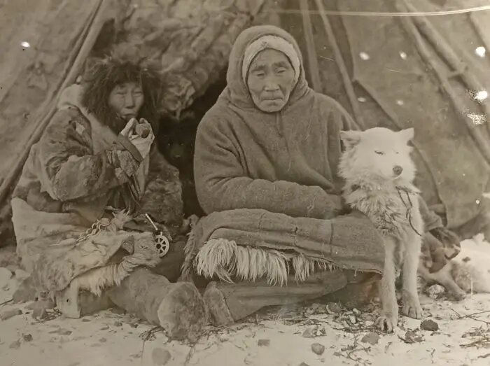  Самоедская собака на снимке, размещенном в Красноярском краевом краеведческом музее   © Интерфакс. Наталья Пономарева