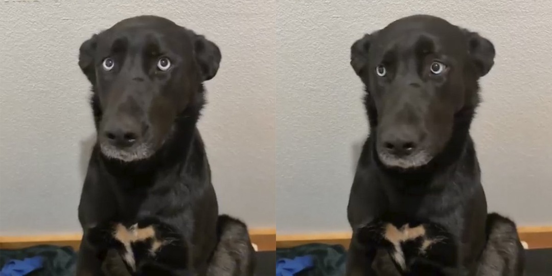 Взгляд пса изменился до неузнаваемости, когда он нашел дом