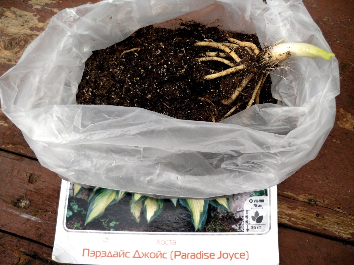    Хороший посадочный материал. Фото автора