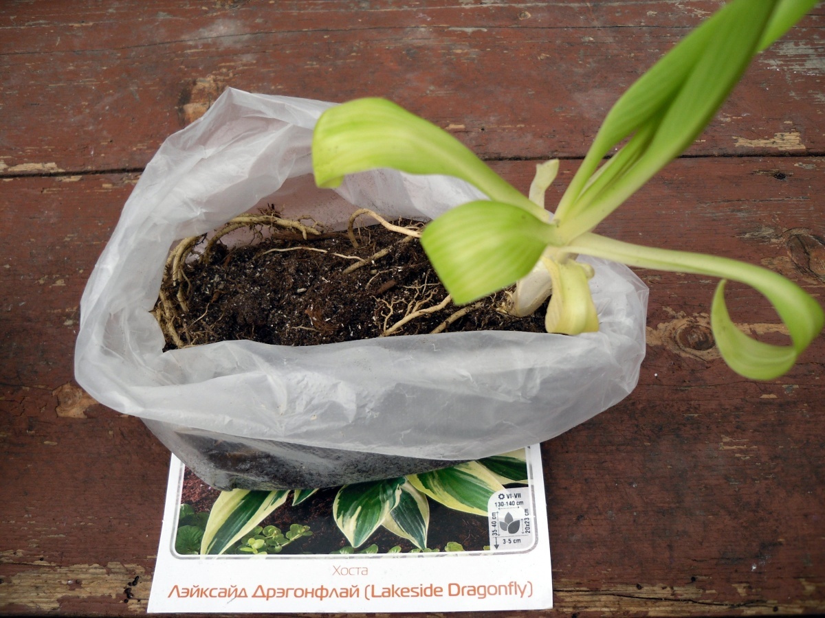    Посадочный материал с листьями. Фото автора