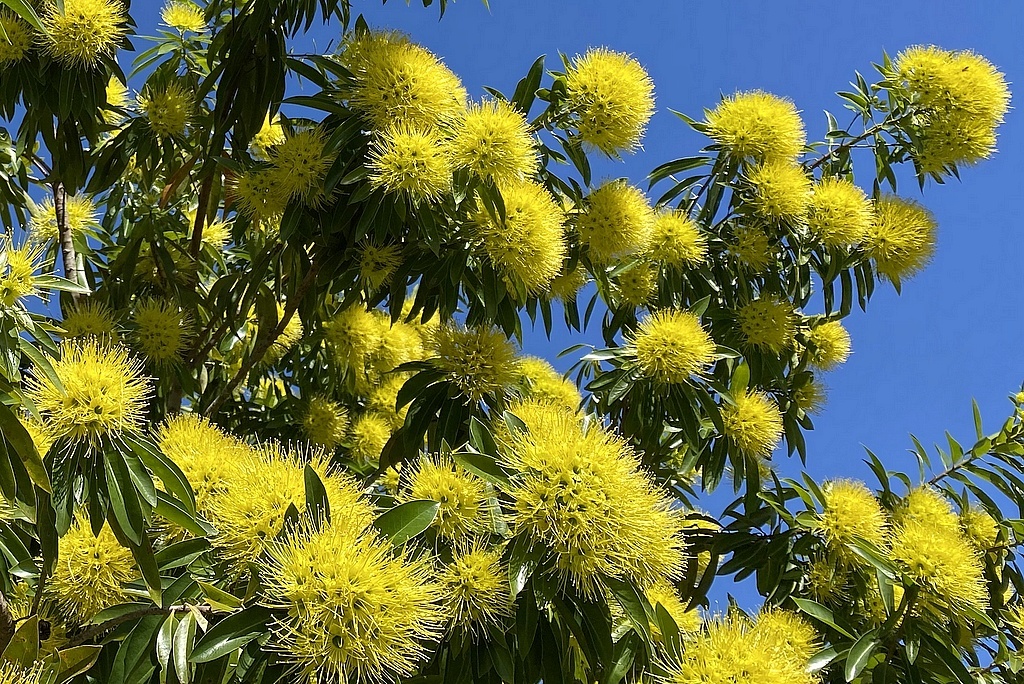 Ксантостимон золотистый, голден пенда, эндемик северо-восточного Квинслэнда