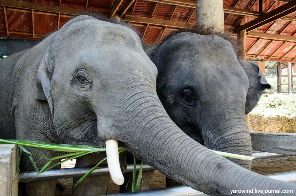Слоновий питомник