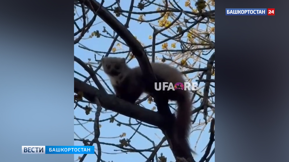   В уфимской Черниковке засняли куницу на дереве