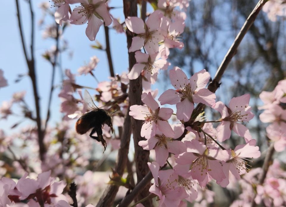    Сакура цветёт всего несколько дней