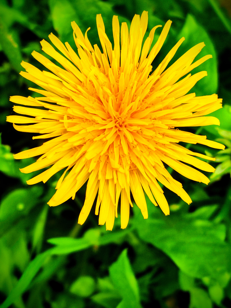 Красавчик одуванчик. Он такой аппетитный, аж слюньки бегут.