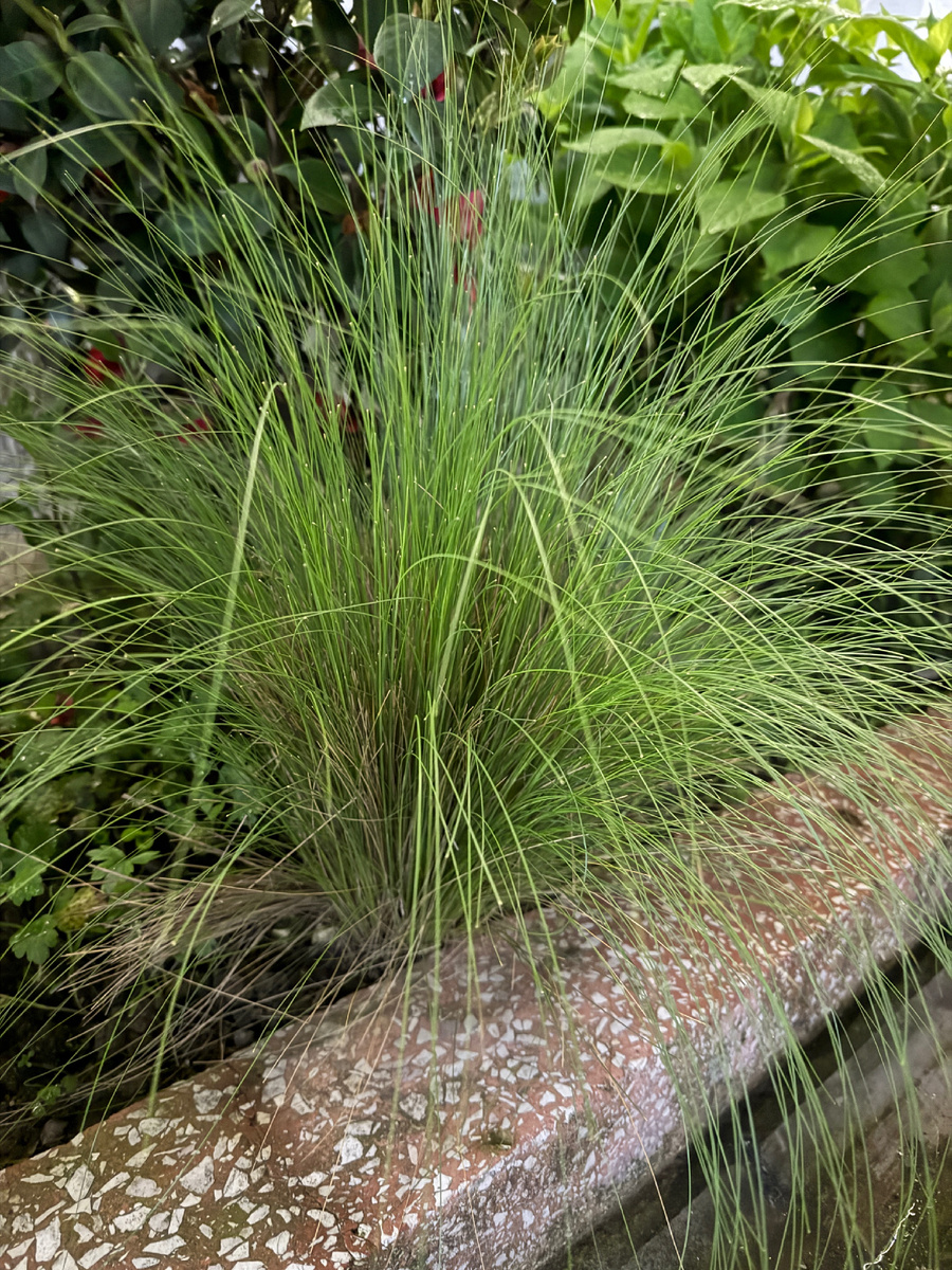 Так ростет Ветивер в Абхазии