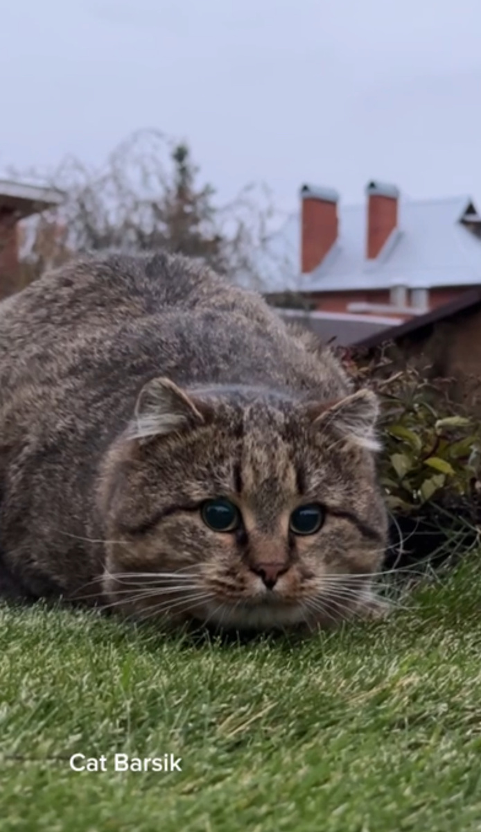 Лесной кот Барсик