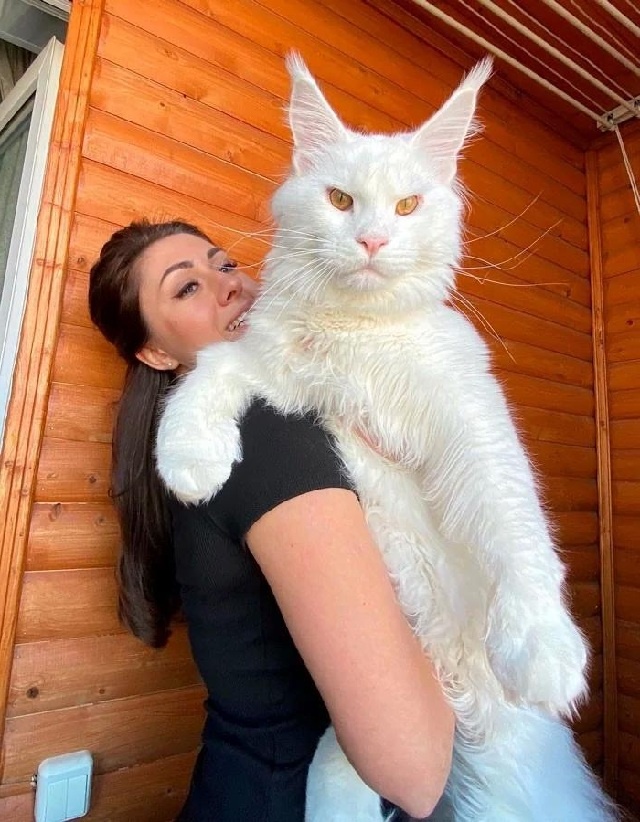 10 Животных-гигантов: Вы точно не поверите, что это реально