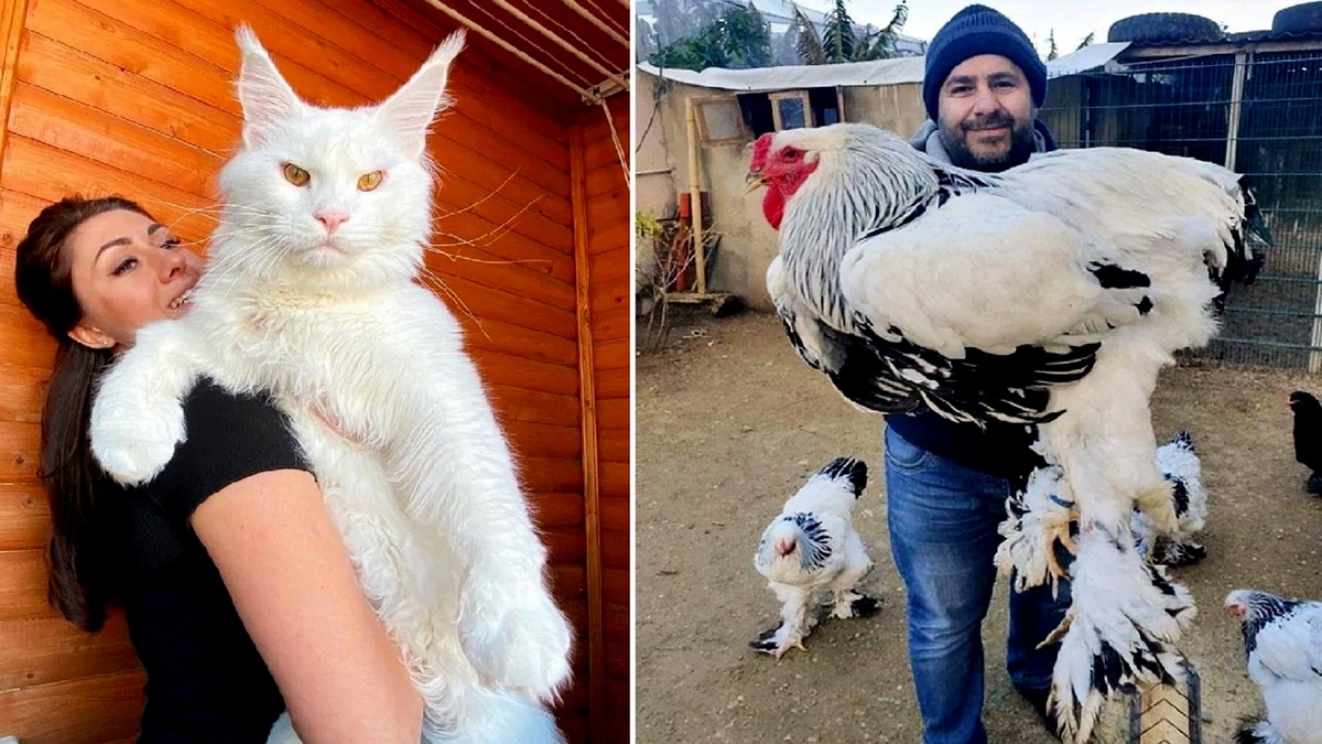 10 Животных-гигантов: Вы точно не поверите, что это реально