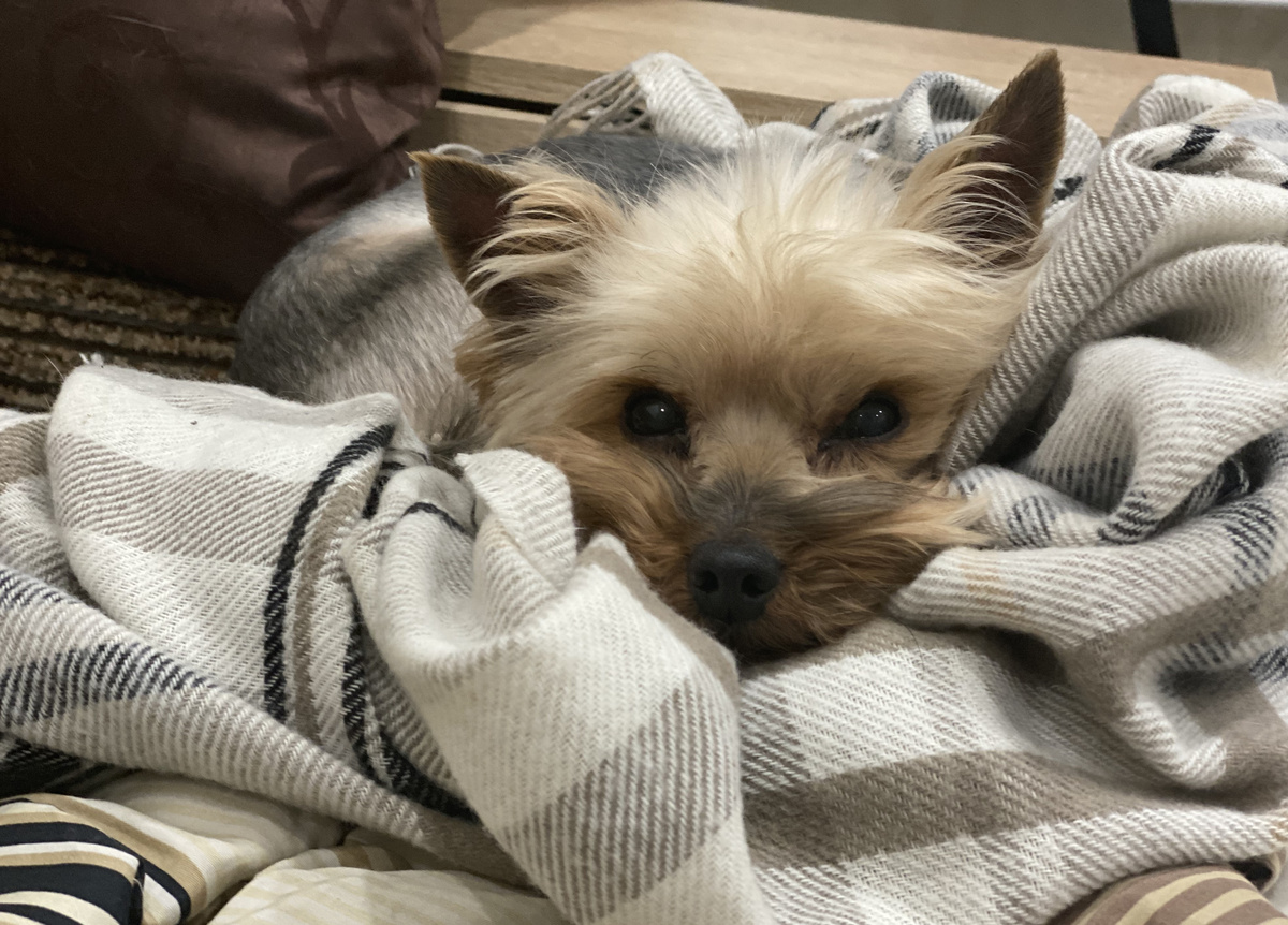 Мой йоркшир