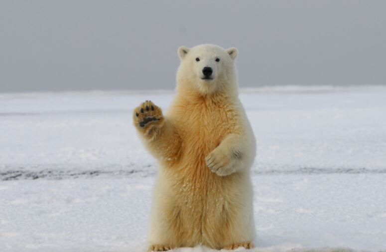 медведь в спячке — отличная аналогия, как организм замедляет обмен веществ при недоедании.