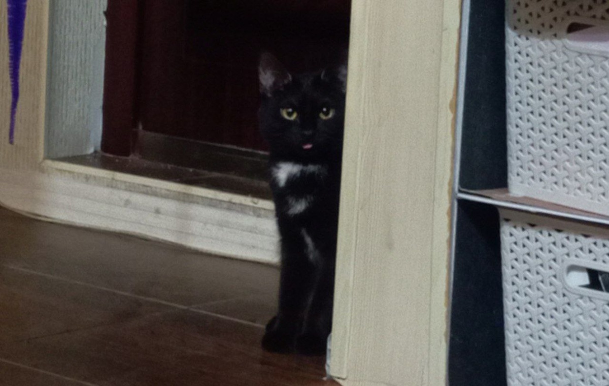 Наша Мара, 1,5 года, глупенько показывает язык 