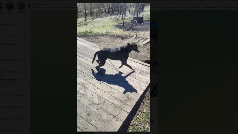    Собака в центре ездового собаководства . Источник: Скринщот видео t.me/ga_soroka