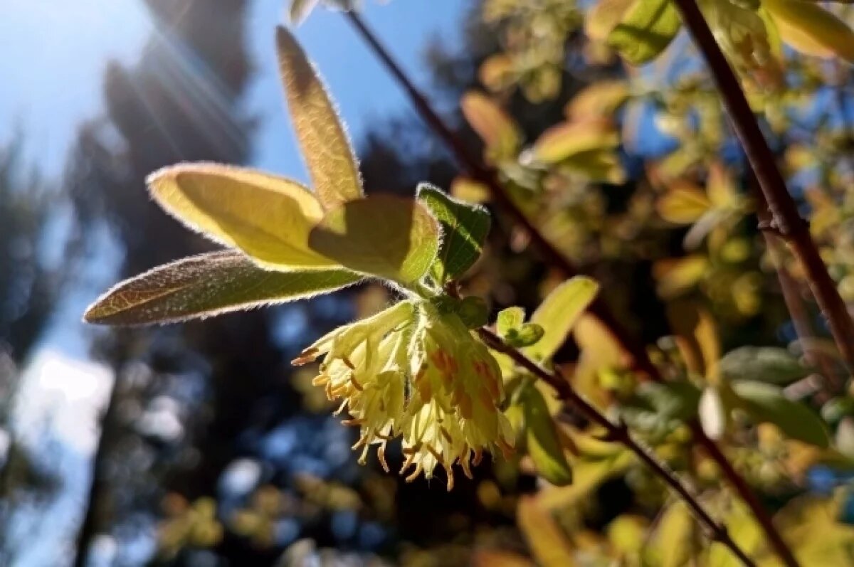    Кратковременные дожди ожидаются в Псковской области 22 апреля