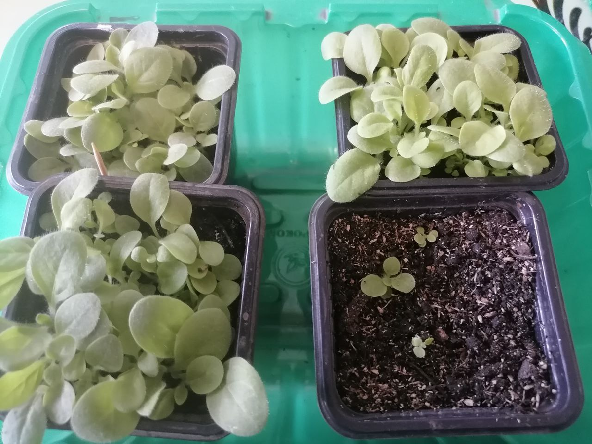 Всходы душистого табака, фото автора