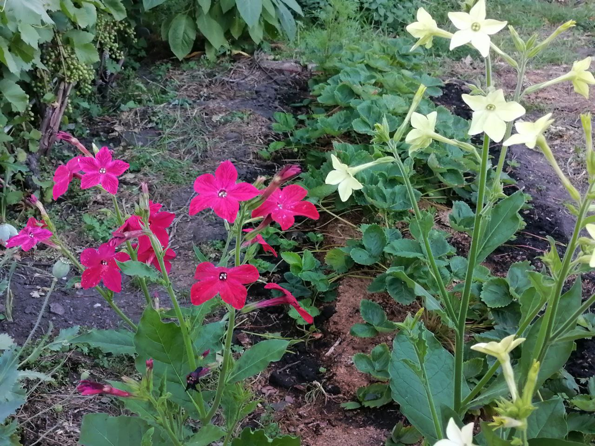 Душистый табак в июле, Сибирь, фото автора