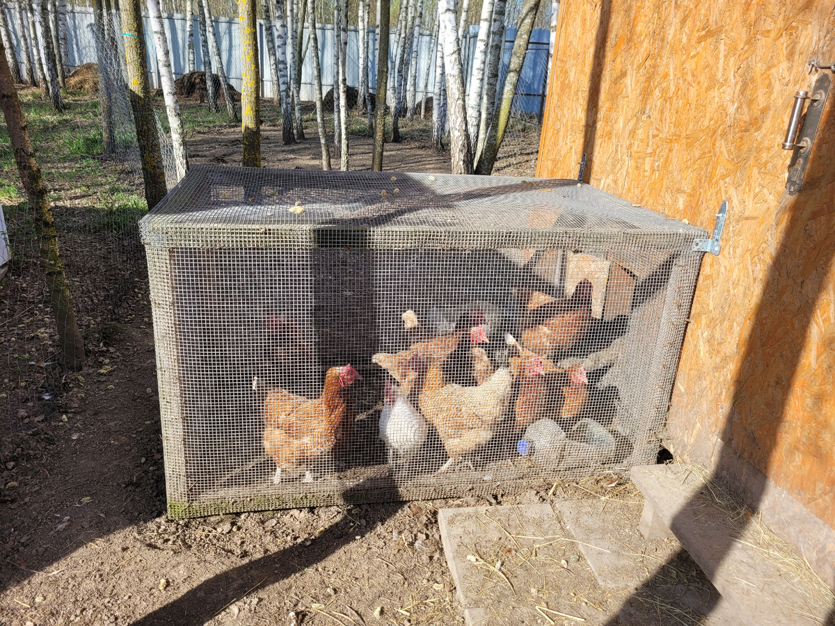 В загончике бедняжки