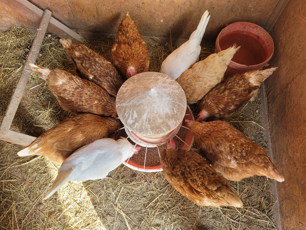 Завтракают, стучат дружно