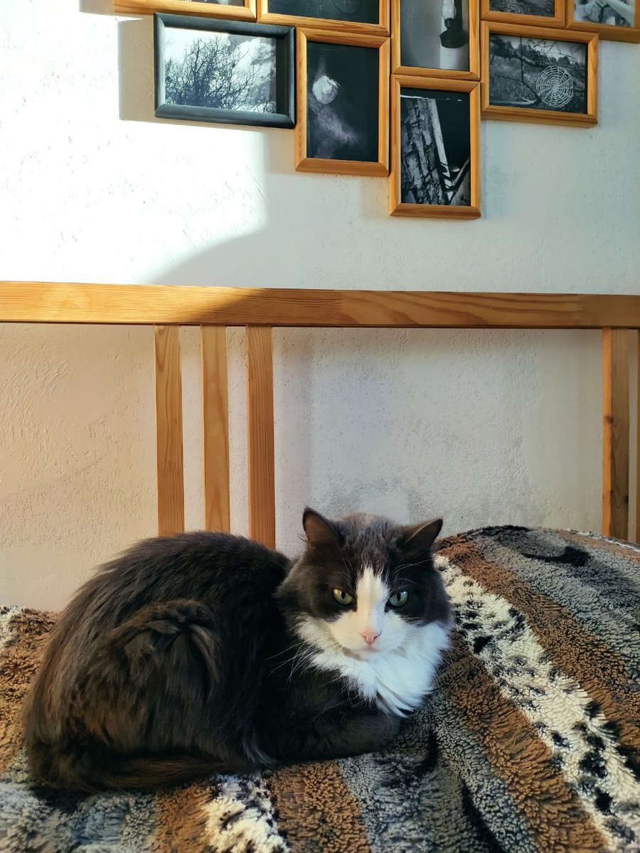 Моя орхидейная новинка с Дымкой одной породы 😸Ну, ведь похожи? Давно хотела этот гибрид, но в продаже он редкий гость. Встречала его пару раз в не очень хорошем состоянии. И вот, наконец-то удача!