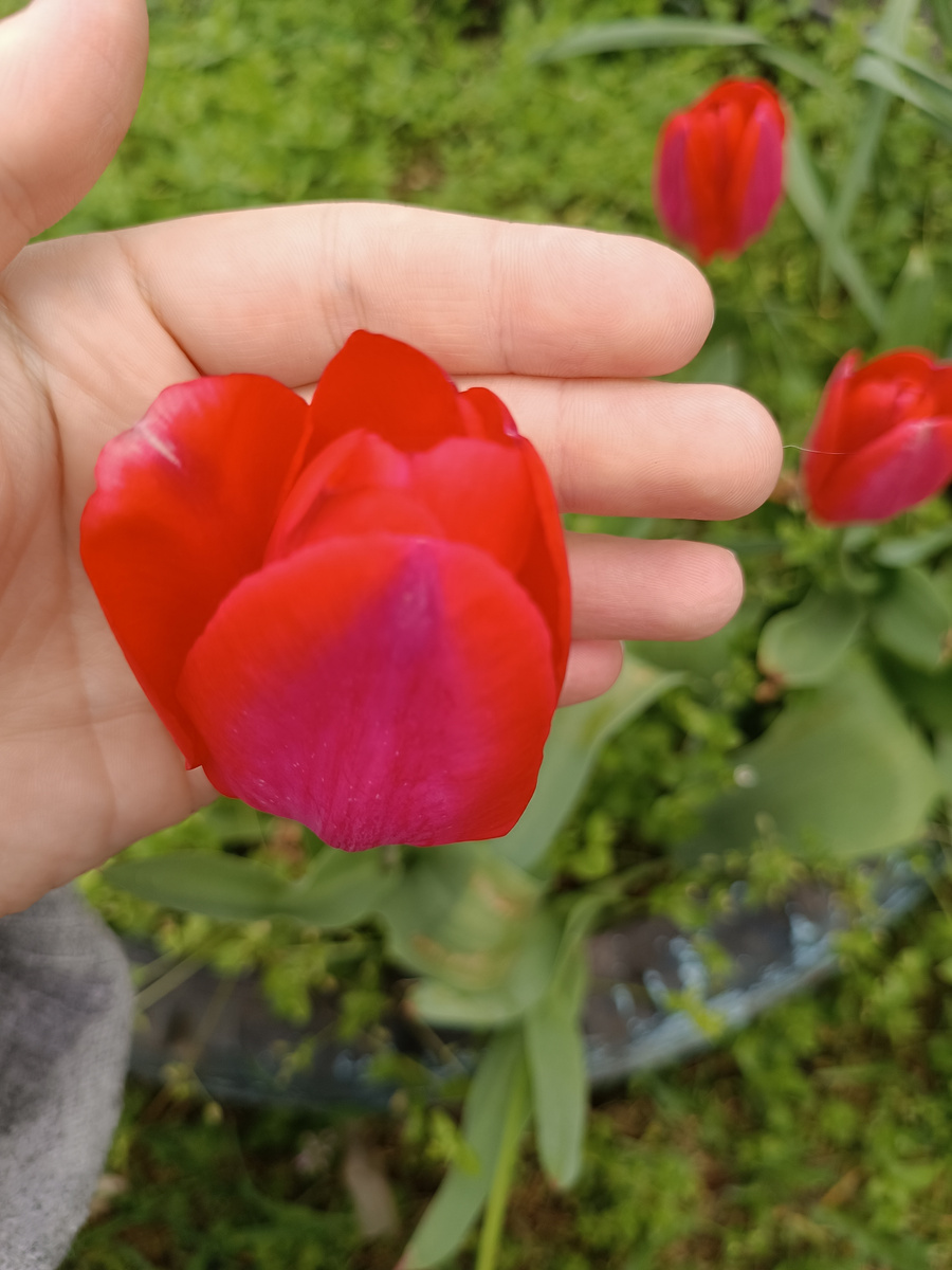 Тюльпаны уже отцветают