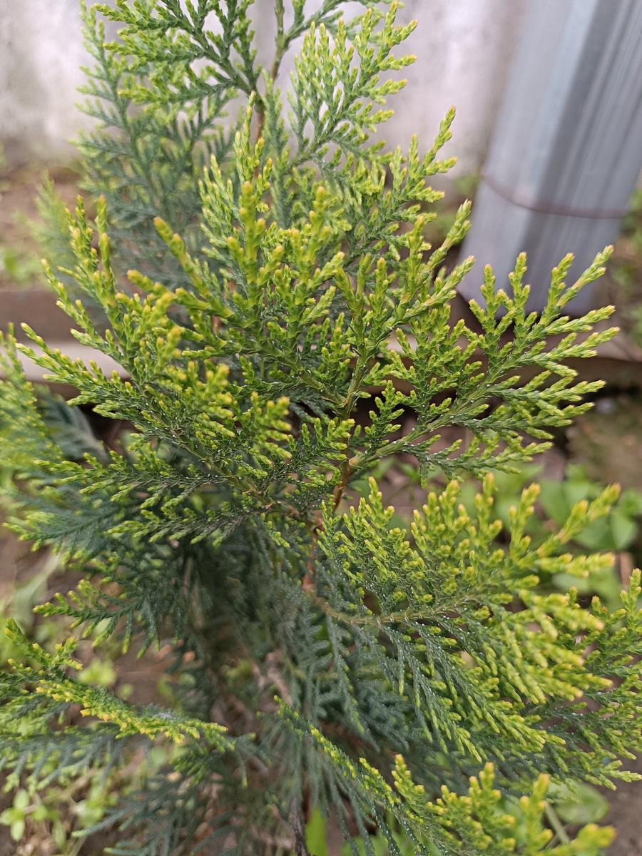 Туи пошли в активный рост