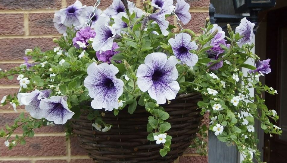 Как правильно посадить петунию в кашпо: пошаговая инструкция