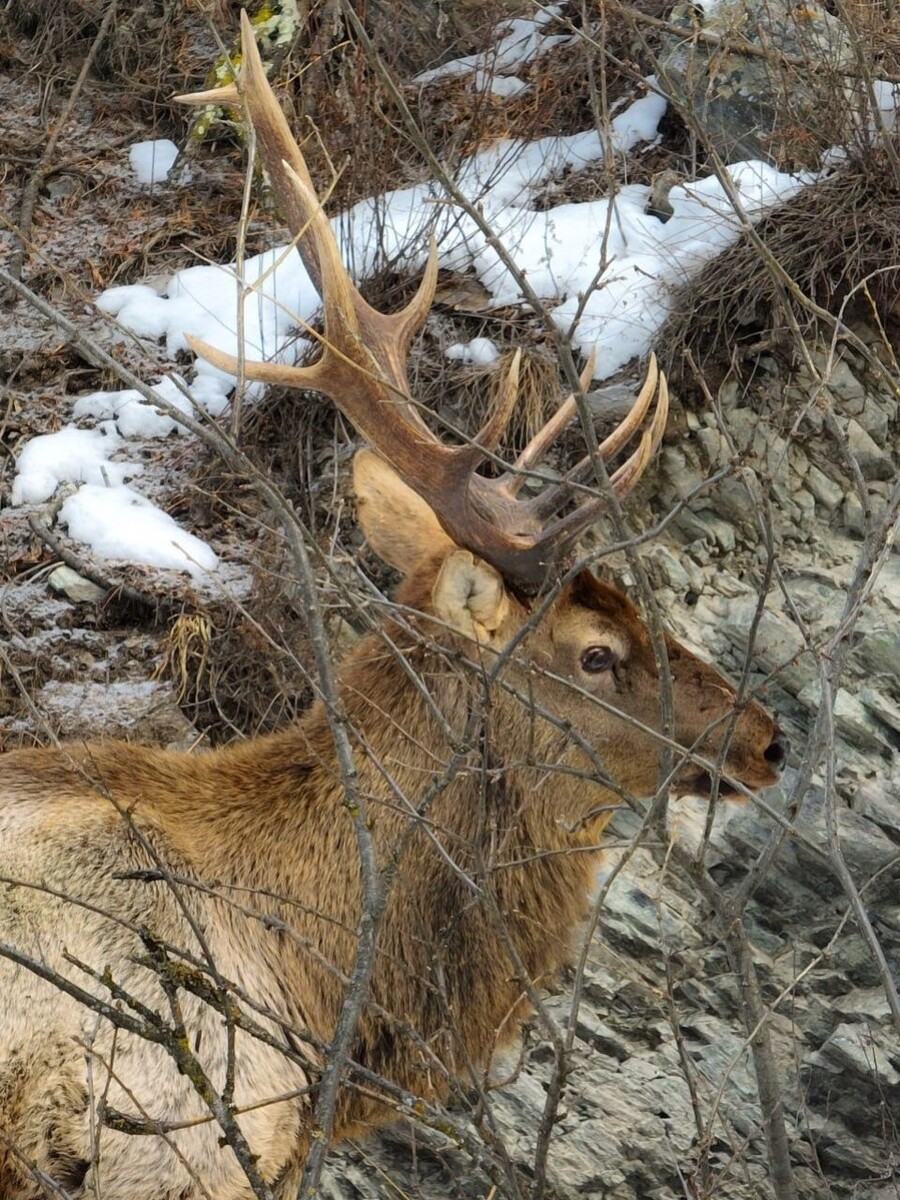   Марал в Алтайском заповеднике. Источник: Роман Воробьев, Татьяна Клименко