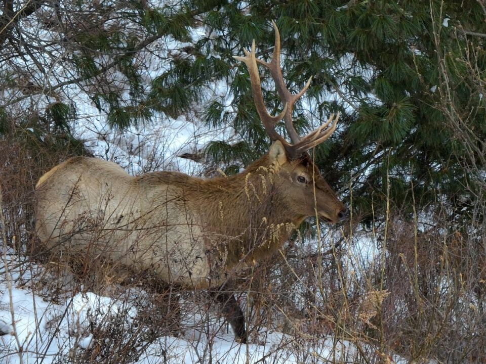    Марал в Алтайском заповеднике. Источник: Роман Воробьев, Татьяна Клименко