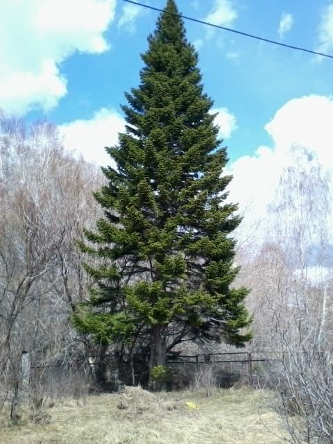 такая пихта растет на участке