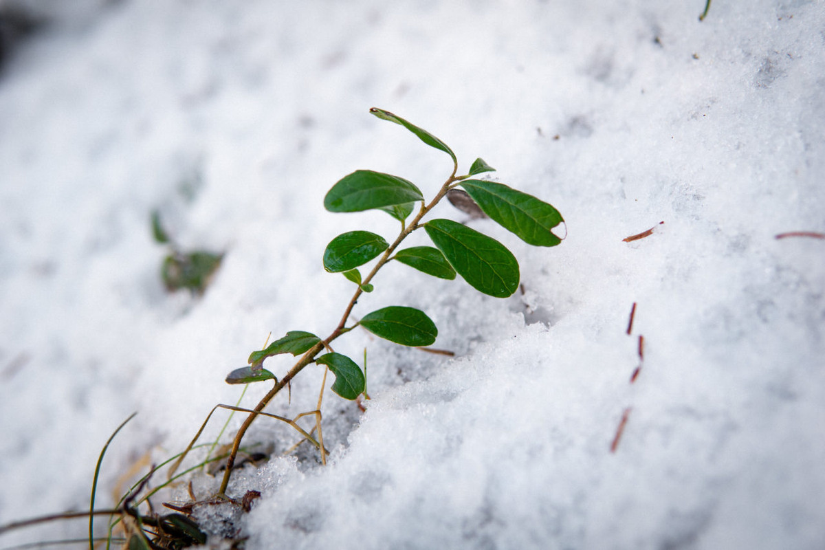    Погода. Весна. Фото: "Республика" / Оксана Кудряшова